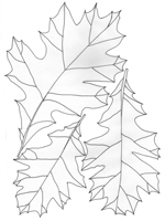 Quercus ellipsoidalis